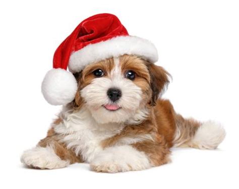 Happy smiling Bichon Havanese puppy dog is wearing a Christmas Santa hat – isolated on white ba ...