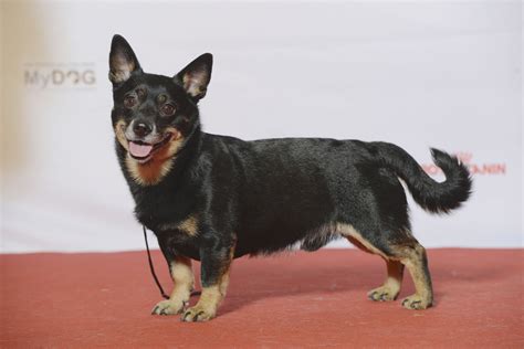 Lancashire Heeler Breeders in the USA with Puppies for Sale | PuppyHero