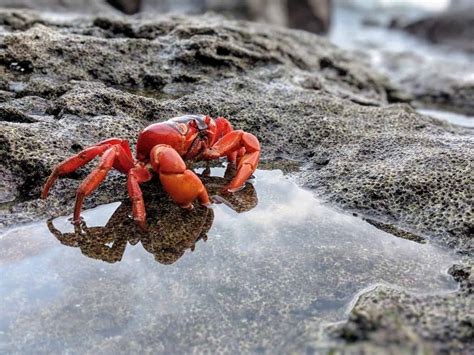 Christmas Island & The Red Crab Migration in Pictures