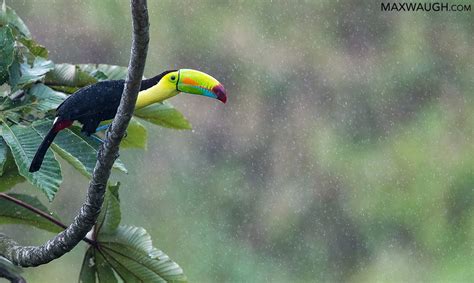 Keel-billed Toucan - Weekly Challenge - Nature Photographers Network