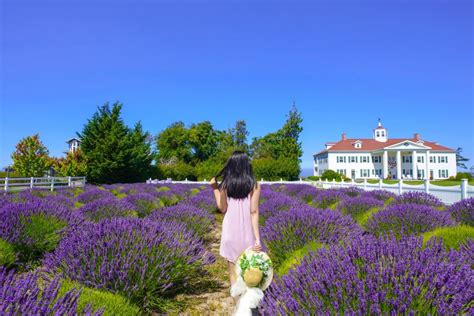 The Most Beautiful Sequim Lavender Farms to Visit This Summer