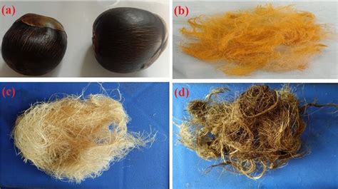 a Borassus fruit; b fibres with flush; c untreated fiber; d... | Download Scientific Diagram