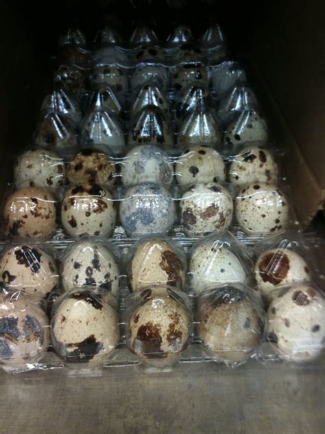 Quail eggs! Soft boil time?