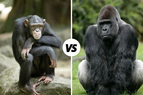 Chimpanzee vs Gorilla: What's The Difference?