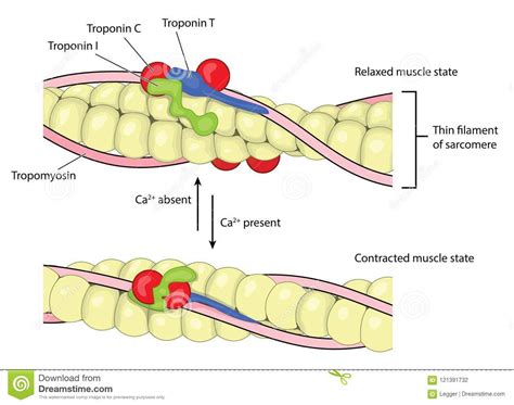 What Is the Role of Calcium in Muscle Contractions