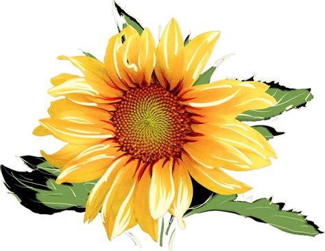 Download HD Sunflowers Png Watercolor - Watercolor Sunflower ...