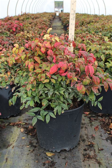 Nandina Firepower - Johnson Nursery Corporation