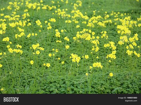 Clover Field Yellow Image & Photo (Free Trial) | Bigstock