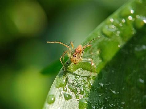 Premium Photo | Insect nature macro green dragonfly leaf bug animal ...