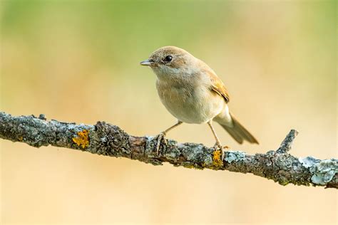 Garden warbler: song, nest & migration - Plantura