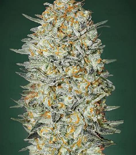 Gelato #33 FAST | Chosen Seeds Worldwide Delivery Of Cannabis Seeds