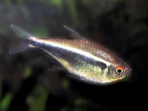 Black Neon Tetra Care: Diet, Breeding, Lifespan & More