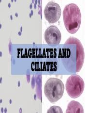 Introduction to Flagellates and Ciliates: Classification, | Course Hero