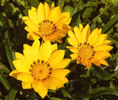 Gazania Kiss Golden Yellow Gazania Rigens Seeds