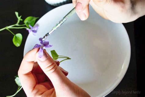 Foraging violets and their uses in food & remedies - SimplyBeyondHerbs