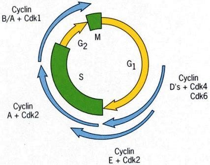 Regulation of the Cell cycle - CDKs and Cyclin