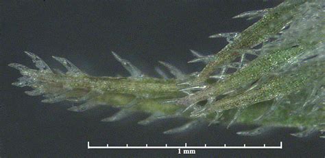 Bracteole Trichomes