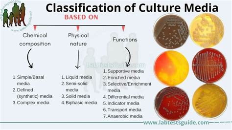 Culture Media: Types, Preparation, and Uses - A Comprehensive Guide