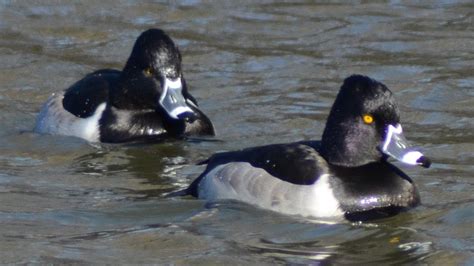 Male ring-necked ducks diving - YouTube