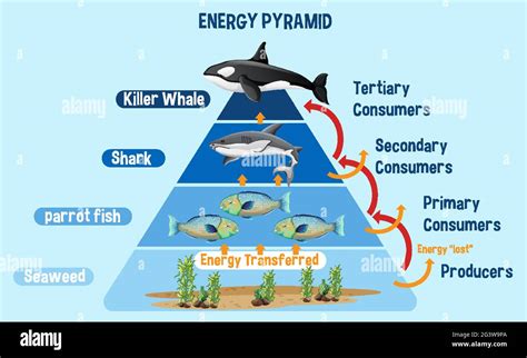 Diagram showing Arctic energy pyramid for education illustration Stock ...