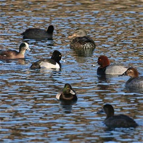 2014 Birding Challenge | Utah Birders, Utah Birds, Utah Birding, Utah ...