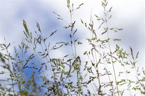 Australian Native Grasses Identification Guide - Yard Work