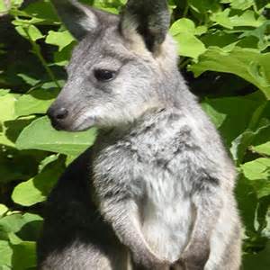 Common Wallaroo Fact Sheet | racinezoo.org