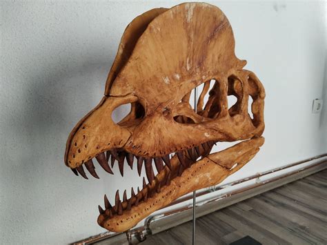 Dilophosaurus Skull 3D model 3D printable | CGTrader