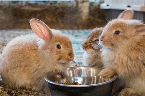 Three Adorable Fluffy Bunny Rabbits Eating Out of Silver Bowl at the ...