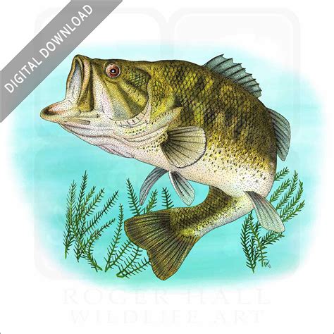 Stock Art Drawing of a Largemouth Bass - inkart