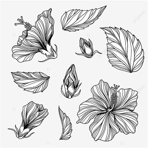 Hibiscus Flower Line Drawing Clipart | Best Flower Site