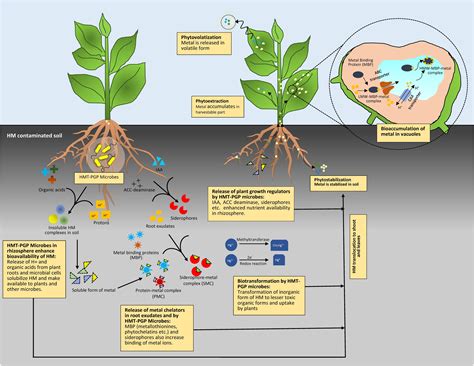 Frontiers | Alleviation of Heavy Metal Stress in Plants and Remediation of Soil by Rhizosphere ...