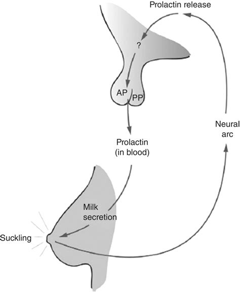 Puerperium and Lactation | Obgyn Key