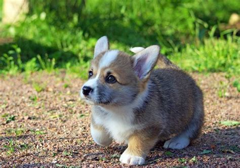 Corgis are just the best. - Imgur Cute Corgi Puppy, Corgi Puppies, Cute ...