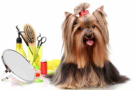 5 Grooming Tips for New Yorkie Parents - Yorkies & Cross-Breeds