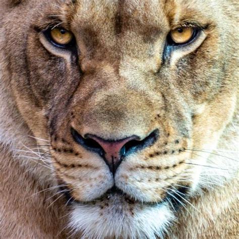 The Animals of the Buffalo Zoo – Anthony Morganti Photography