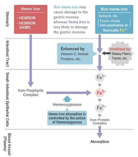 Heme Iron | Functional foods | ILS Inc.