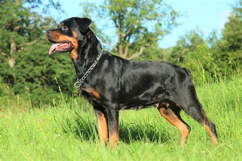 Rottweiler Weight: Growth Curve and Average Weights