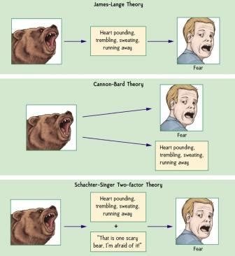 Schachter and Singer - Causes of emotion - Psych Tutor