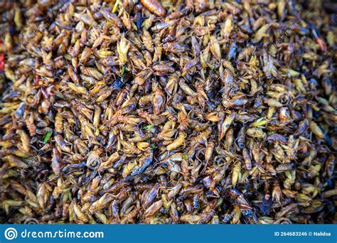 Fried Insects Bugs Street Food Stock Photo - Image of cricket, crunchy: 264683246