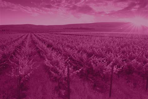 Sustainability Page Header - Washington Wine Industry Foundation