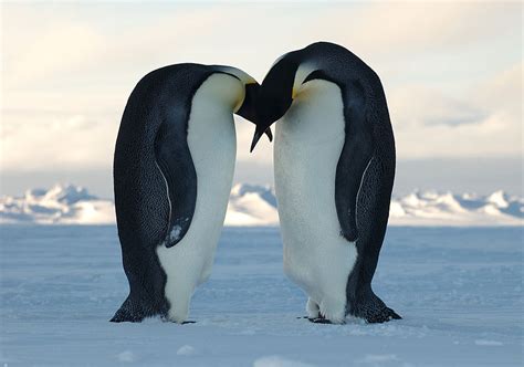 Emperor Penguin | Animal Wildlife