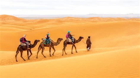 How to ride a camel like a pro in Morocco | Intrepid Travel Blog