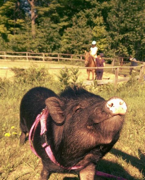 Rescue Success Stories – American Mini Pig Rescue Advocates