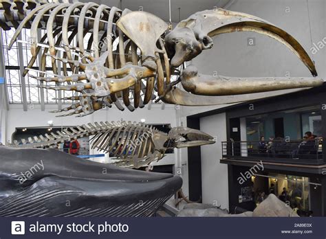 Whale Skeleton Natural History Museum High Resolution Stock Photography ...