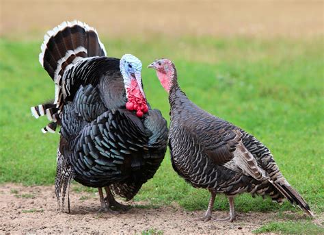 Turkeys and turkey farming: what you need to know | ProVeg
