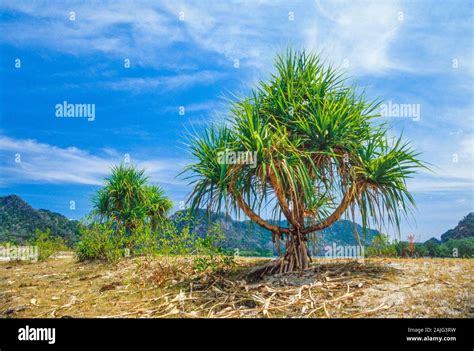 Langkawi Island (Pulau Langkawi) Malaysia, scrubland landscape, arrid habitat, bright sun Stock ...