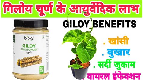 bixa botanical Giloy stem powder benefits in Hindi - YouTube