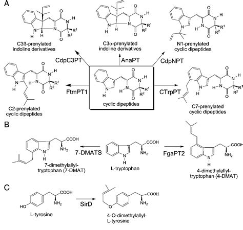 Figure 1 from BIOTECHNOLOGICALLY RELEVANT ENZYMES AND PROTEINS Substrate promiscuity of ...