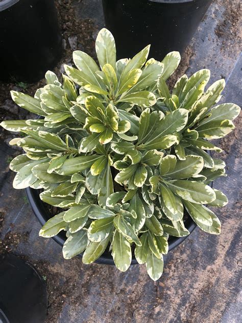 Pittosporum tobira 'Dwarf Variegata' | Native Sons Wholesale Nursery